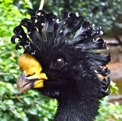 Great Curassow | Peter Stubbs | Flickr