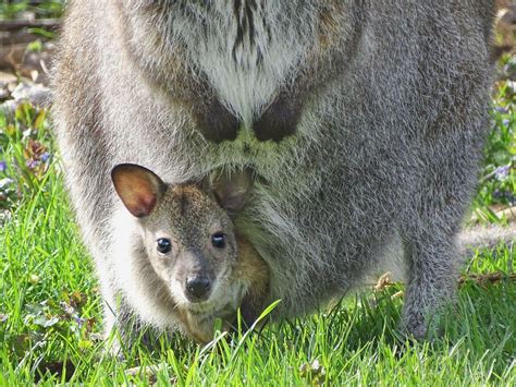 Detroit Zoo reveals 5-month-old baby wallaby is missing. The zoo shared ...