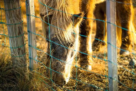 Icelandic horse live in farm 12662746 Stock Photo at Vecteezy