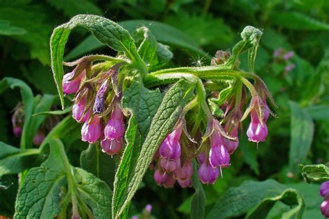 Symphytum officinale – Ballyrobert Gardens