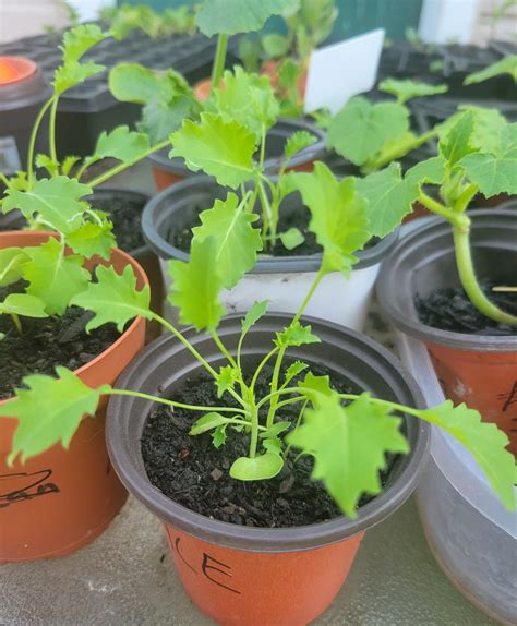 Kale Seedlings – Click Fork