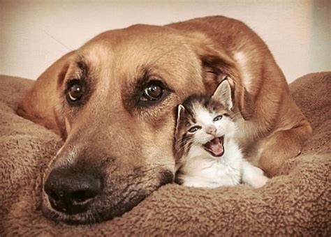 Best Pets Except Dogs And Cats - Cat Meme Stock Pictures and Photos