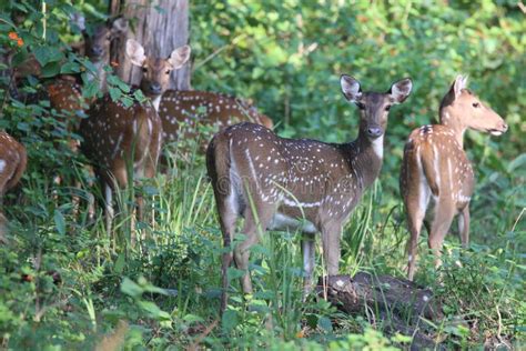 Spotted Deer Herd in Habitat Stock Photo - Image of antle, forest: 47524168