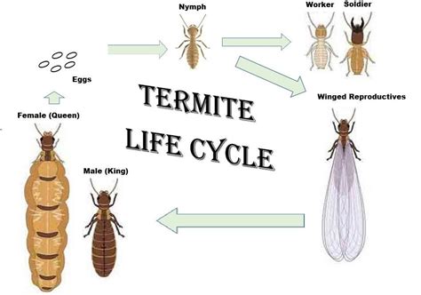 What is a Dry Wood Termite and What Type of Damage Can They Cause ...