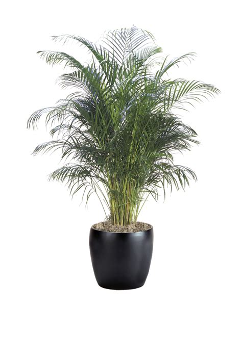 Palm Areca | Phillip's Interior Plants & Displays