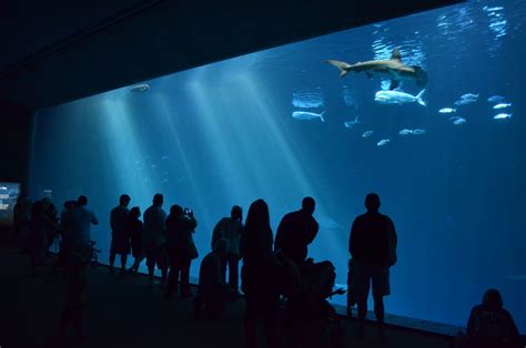 10 BEST Attractions at Monterey Bay Aquarium - CityBOP