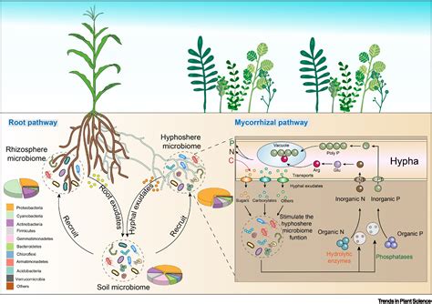 The Combining Form Meaning Fungus Is