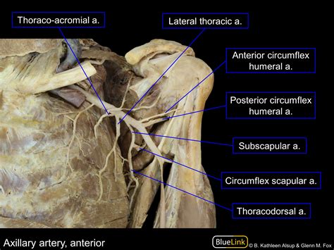 Subscapular Artery Cadaver