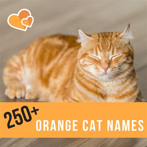 250+ Best Ginger Cat Names - PetHelpful