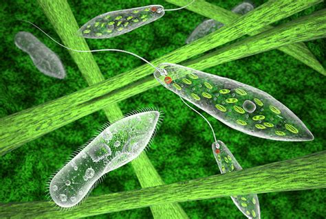 What Is The Plant Characteristics Of Euglena