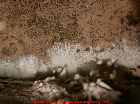 How to Estimate the Age of Mold Contamination in buildings - How Old is ...