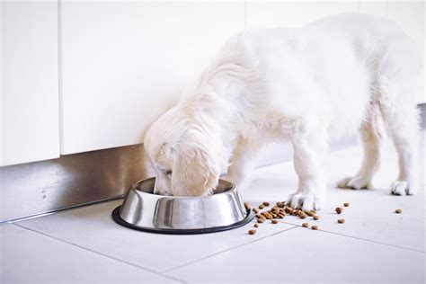 Best Food for a Golden Retriever Puppy (2019 Recommendations)