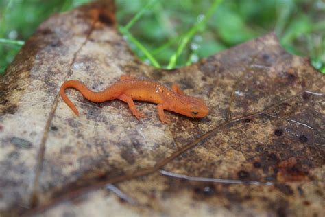 Pin by Sabina88 on Nature | Animals, Lizard, Newt