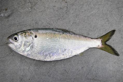 Atlantic Menhaden | NOAA Fisheries