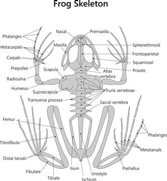 Skeletal System Of A Frog Ventral View