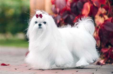 20 White Dog Breeds That Shine Brighter Than Snow - Animal Hype