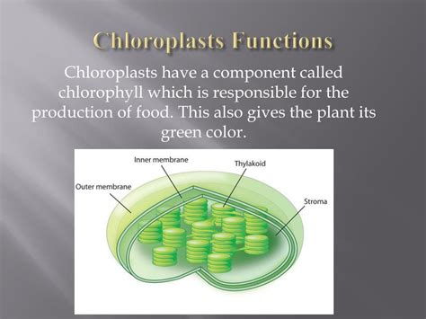 Chloroplast Function