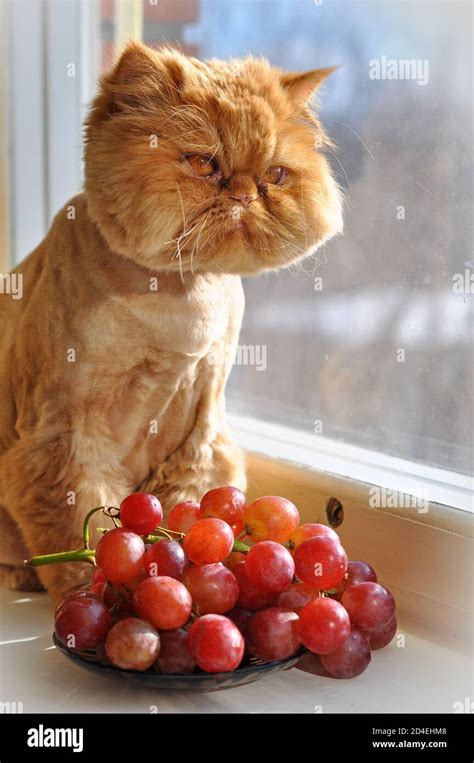 Cat eating funny hi-res stock photography and images - Alamy