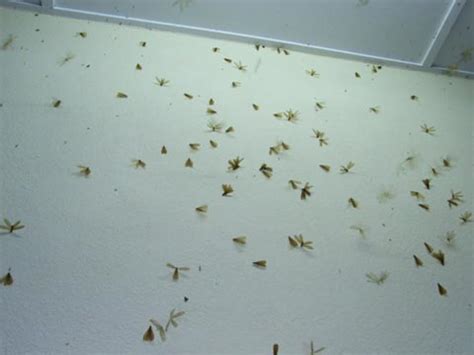 84 Cool Flying Termites Swarm After Rain - insectza