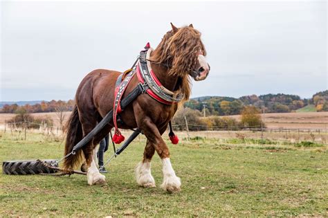 The 7 Largest Horse Breeds In The World: With Pictures