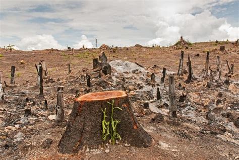 Deforestation – Causes, Effects and Solutions To Clearing of Forests