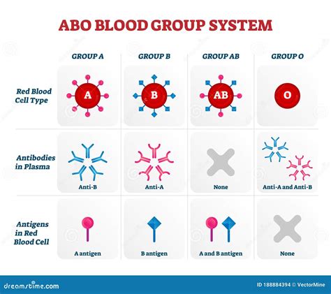 The ABO Blood Group Diagram Stock Illustration | CartoonDealer.com ...