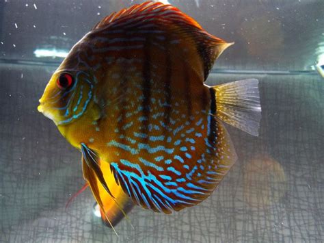 Discus Fish Types - Discus Fish Types