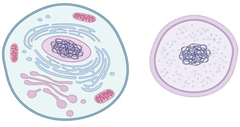 Cell Structure and Function, and Organelles Jeopardy Template