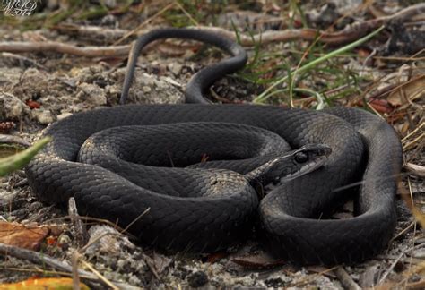 Southern Black Racer | Florida Backyard Snakes