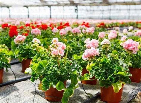 Plant Nursery Anand India