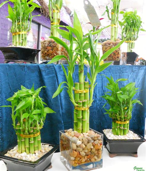 Lucky Bamboo comes as single stalks (straight or spiraled), tiered ...