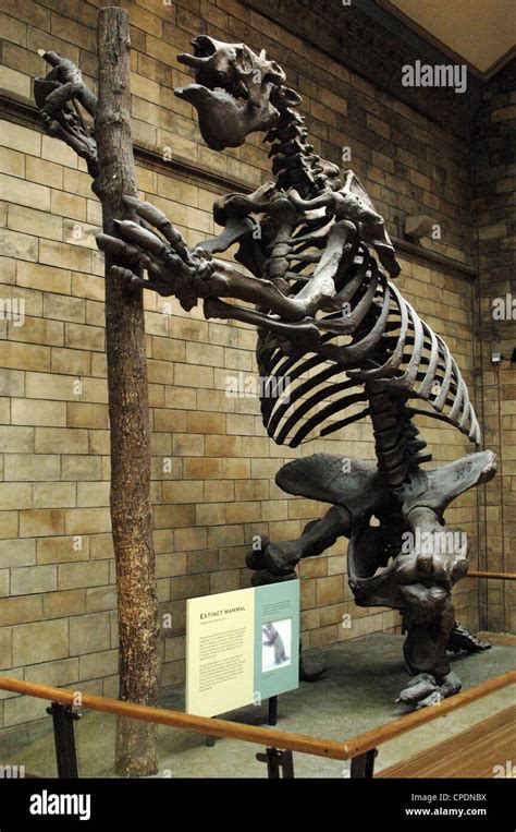 Skeleton of Giant ground sloth (Megatherium americanum). Natural Stock ...