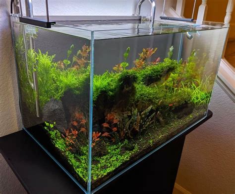 The Best Low Light Aquarium Plants 2020 | Reviews By The Aqua Guru