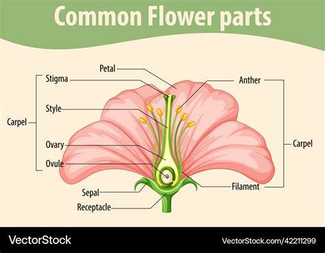 Diagram showing common flower parts Royalty Free Vector