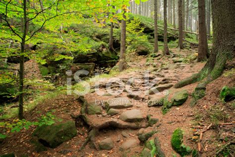 Rocky Path Through Wild Mountain Forest Stock Photo | Royalty-Free ...