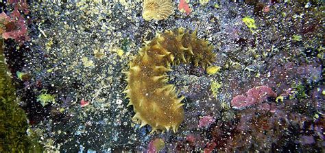 Sea Cucumber- Habitat