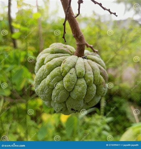 Srikaya Fruit Jackfruit Landa Stock Image - Image of tree, srikaya ...