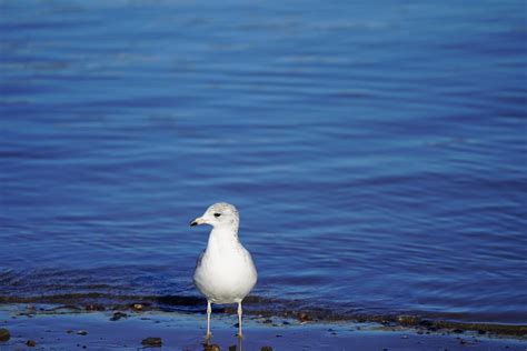 White Seagull · Free Stock Photo