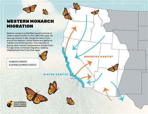 An Ideal Home for Western Monarch Butterflies | Cal Parks