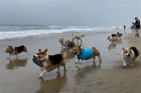 Corgi Beach Day 2022 takes over Huntington Beach (Video) | New York Post