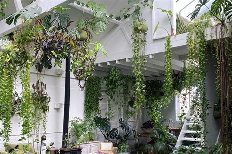 10 of the best indoor hanging plants to help transform your home - RUSSH