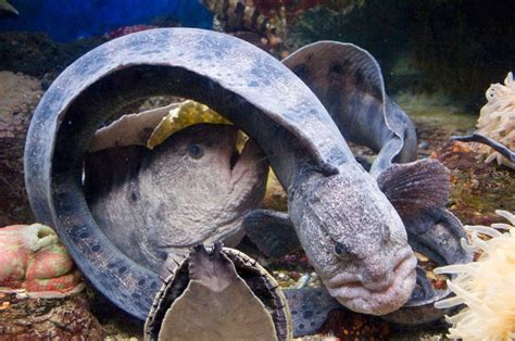 Wolf Eel Facts, Habitat, Diet, Life Cycle, Baby, Pictures