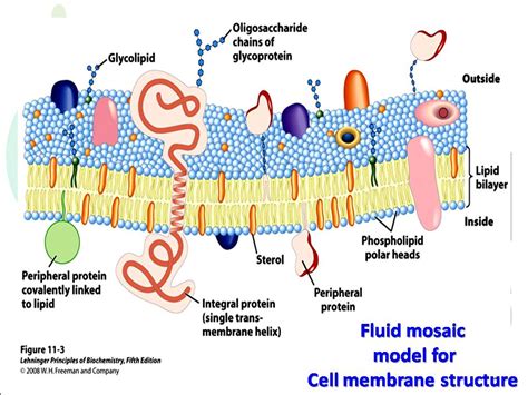 Fluid mosaic model for Cell membrane structure - Biotech MCQ