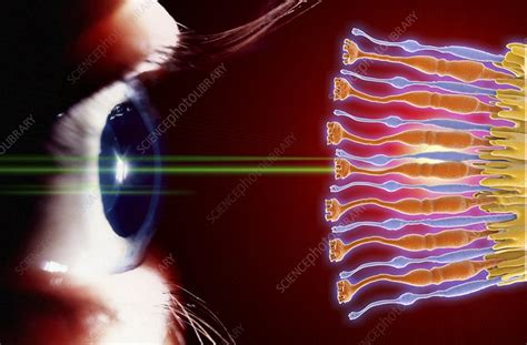 Eye, rods and cones of retina, artwork - Stock Image - C017/7791 ...