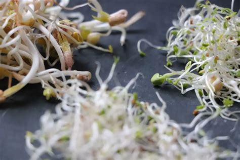 How To Grow Sprouts Indoors Any Time Of Year