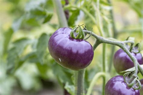 A tasty purple GMO tomato with higher nutrients and longer shelf life ...