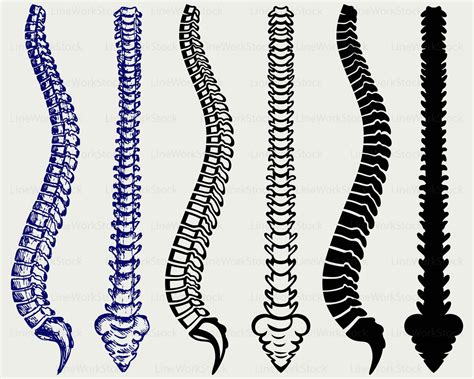 Позвоночник арт (много фото) - deviceart.ru