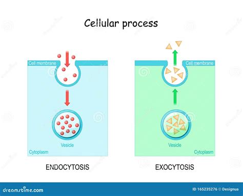 Endocytosis And Exocytosis Diagram Cartoon Vector | CartoonDealer.com ...