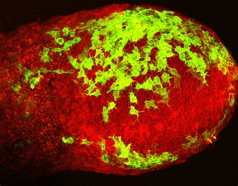 Mesoderm movements | eLife Science Digests | eLife