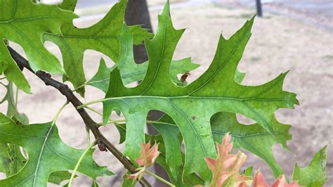 Pin oak - leaf close up - August 2018 - YouTube